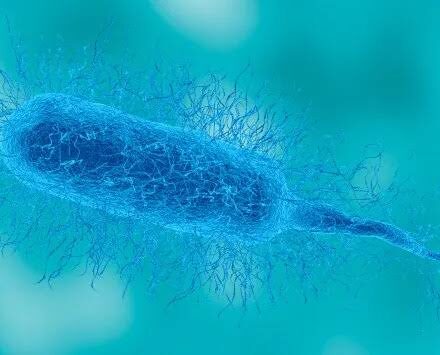 Florida health officials warn after first Vibrio death of 2026