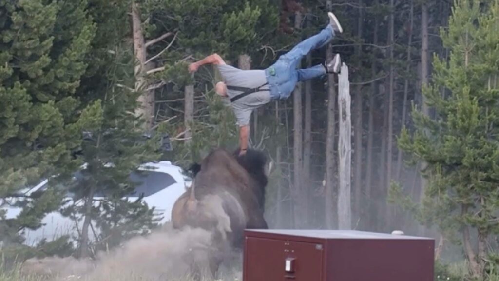 One Dead in Maine After ICE-Involved Shooting Marks Second Fatal Incident in a Week 1 A bison in Yellowstone National Park after a visitor was injured in a wildlife attack
