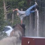 A bison in Yellowstone National Park after a visitor was injured in a wildlife attack