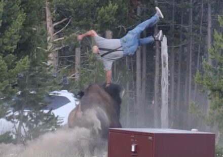A bison in Yellowstone National Park after a visitor was injured in a wildlife attack