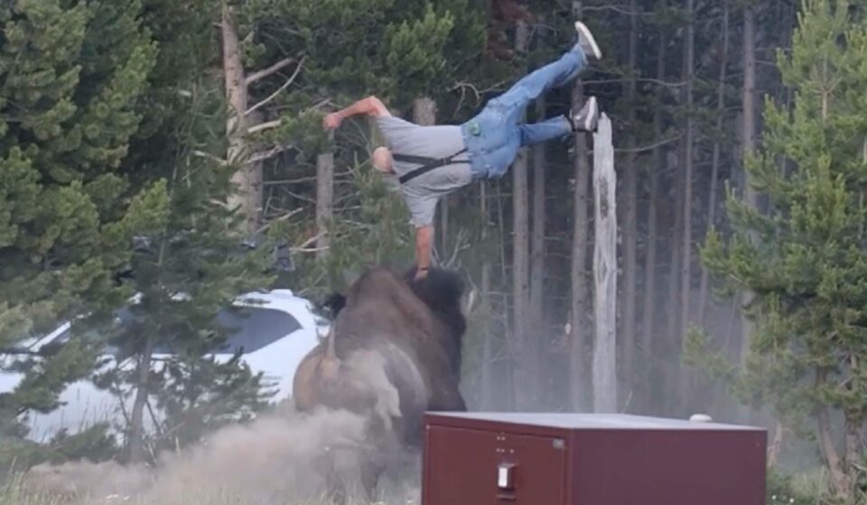 A bison in Yellowstone National Park after a visitor was injured in a wildlife attack